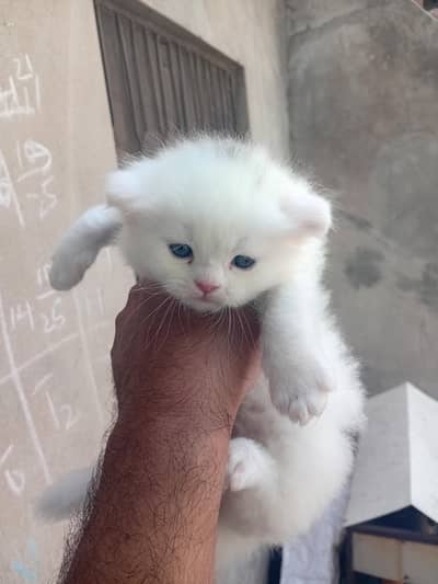Persian catt
