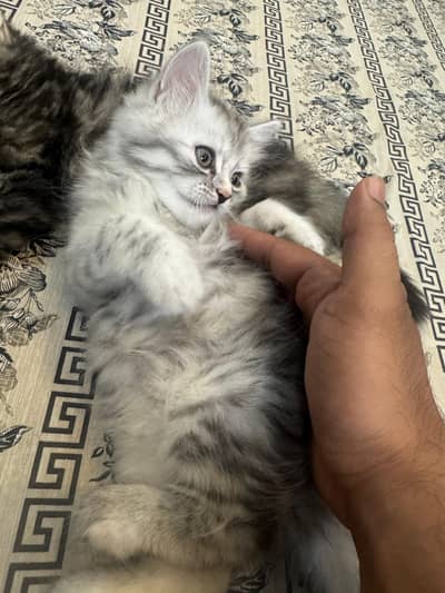 Persian Kittens Male Female for sale