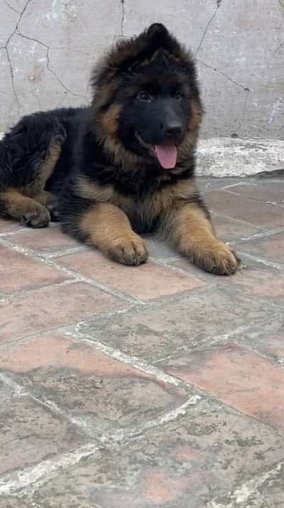German Shepherd 03267102541