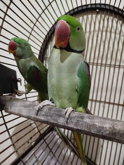 kashmiri parrot breeder pair jambo size face to face talking
