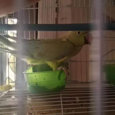 parrot