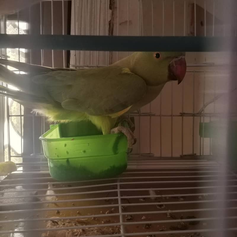 parrot 1