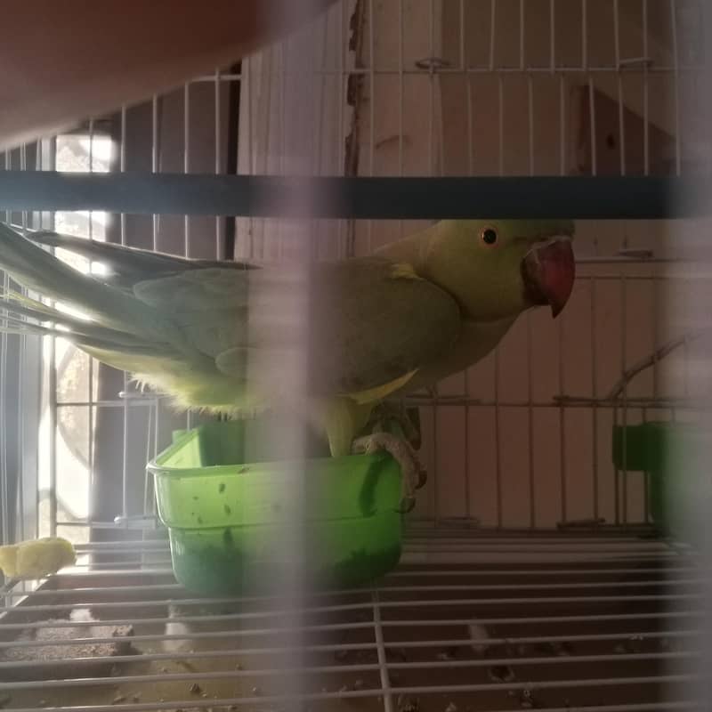parrot 2
