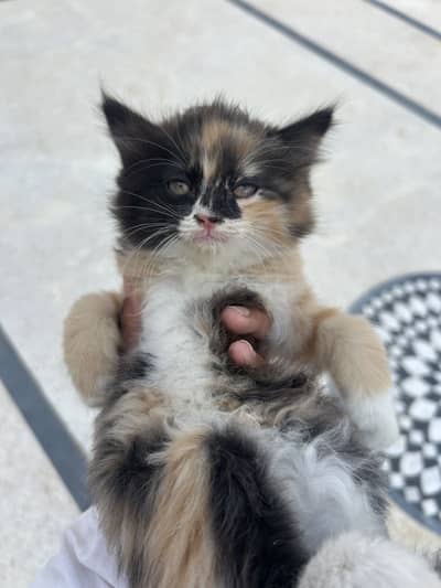 Persian cat pair