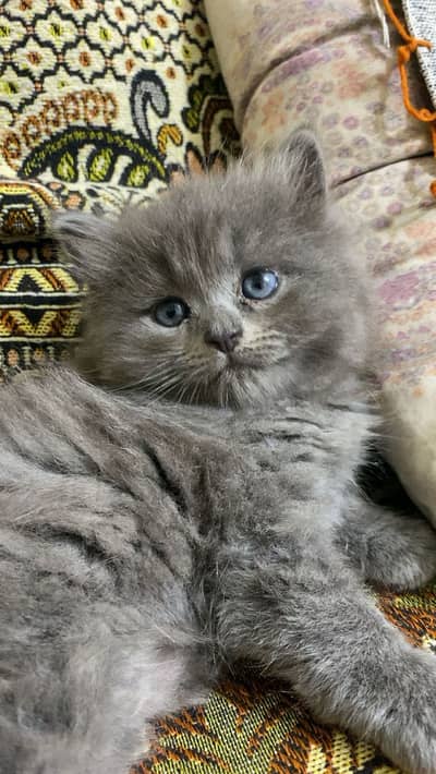Persian kitten available