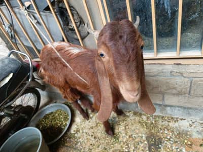 goat male 