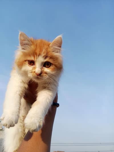 Persian cat