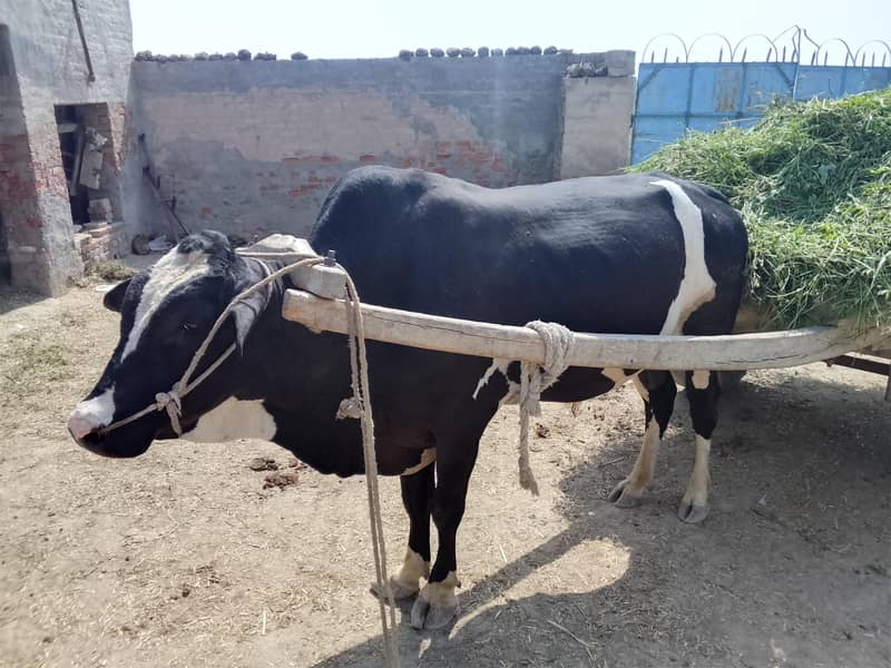صحت مند بیل برائے فروخت 1