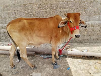 bachri for sale e
