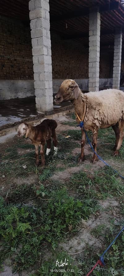 Female sheep with kid