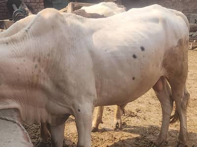 qurbani animal