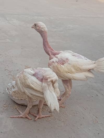 Pure paper white heera chicks