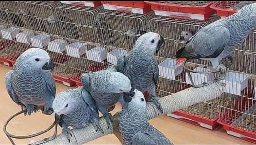 African grey parrot only WhatsApp 03326370112