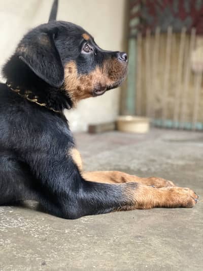 Rottweiler puppy available
