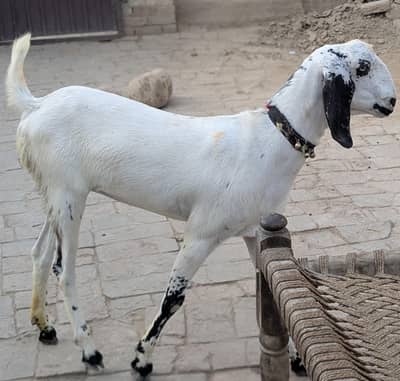 qurbani ke bakri for sale