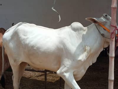 Bachri available for Qurbani