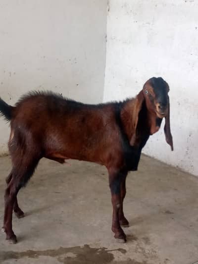 Beautiful Qurbani Bakra for sale