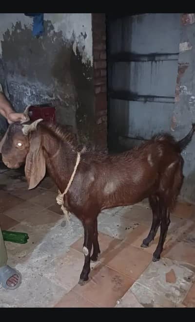 sindhi bakra chogaa for sale