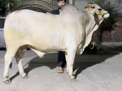 Pure desi heavy  weight gaint