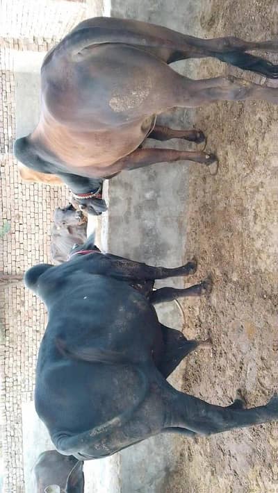 bulls for sale