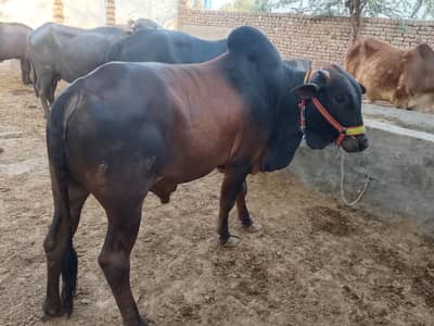 bulls for sale