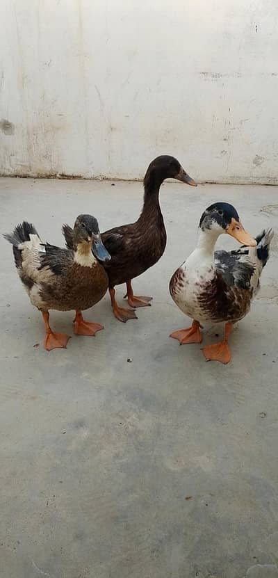 (Pair of 3 ducks) 2 laying female ducks & 1 male duck