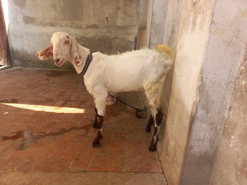 Donda Bakra 0