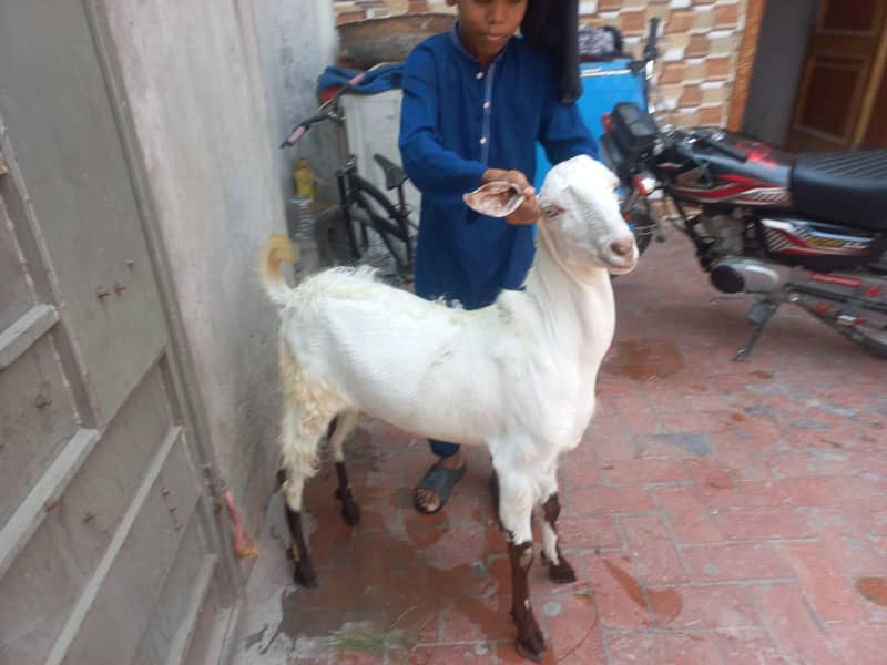Donda Bakra 1
