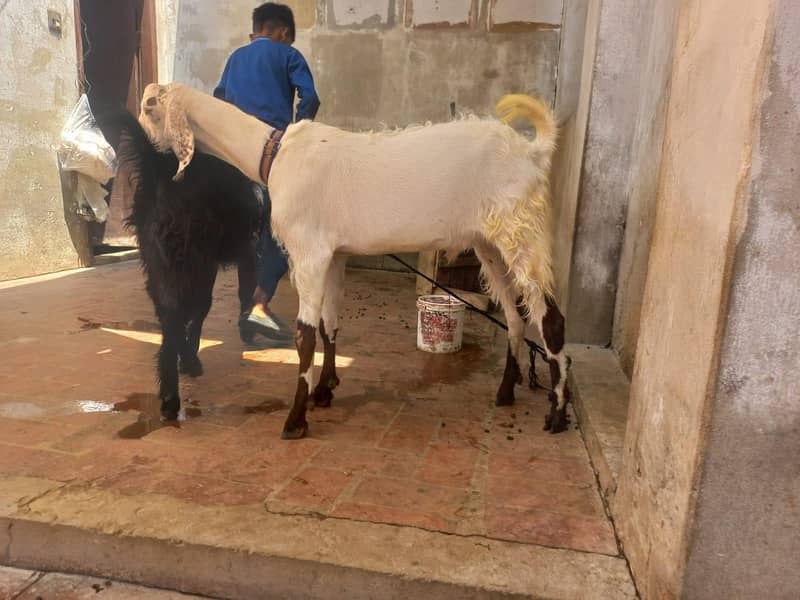 Donda Bakra 2
