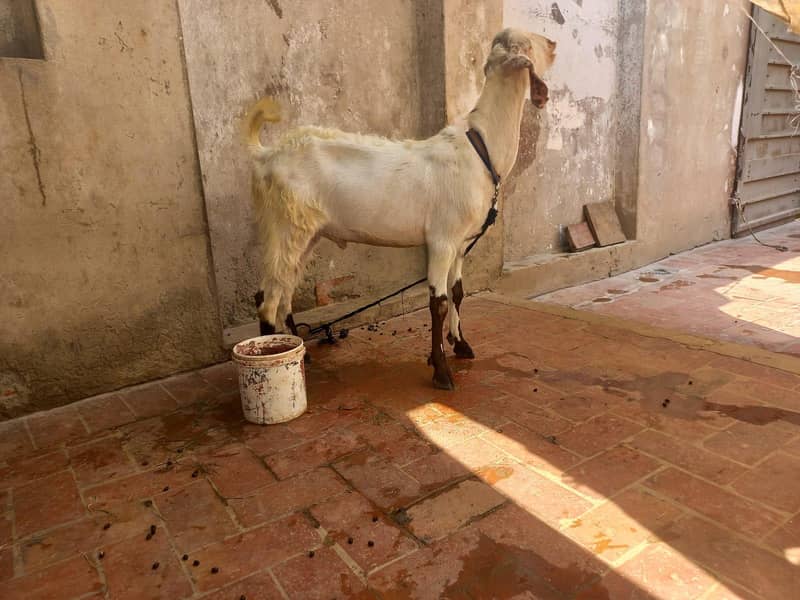 Donda Bakra 3