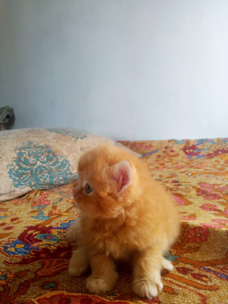 Kitten 0