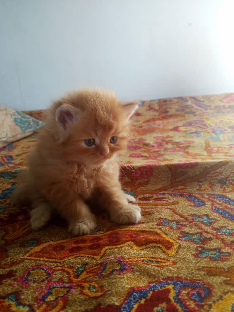 Kitten 1