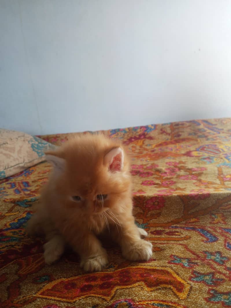 Kitten 2