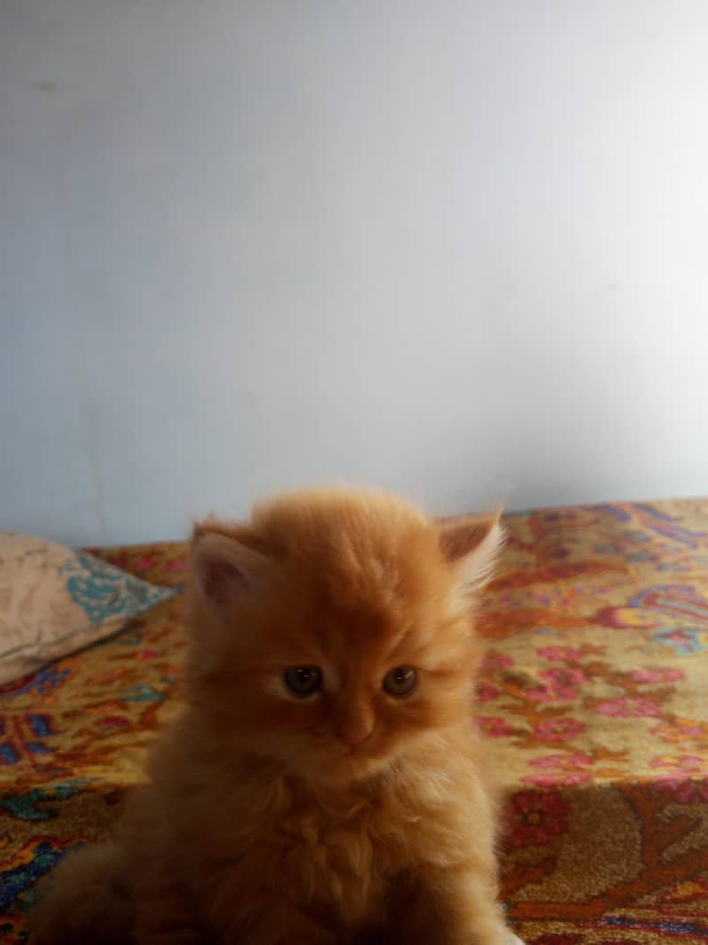 Kitten 3