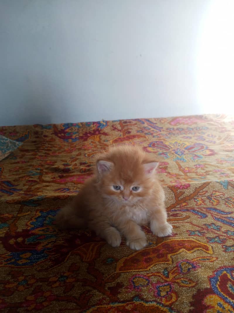 Kitten 5