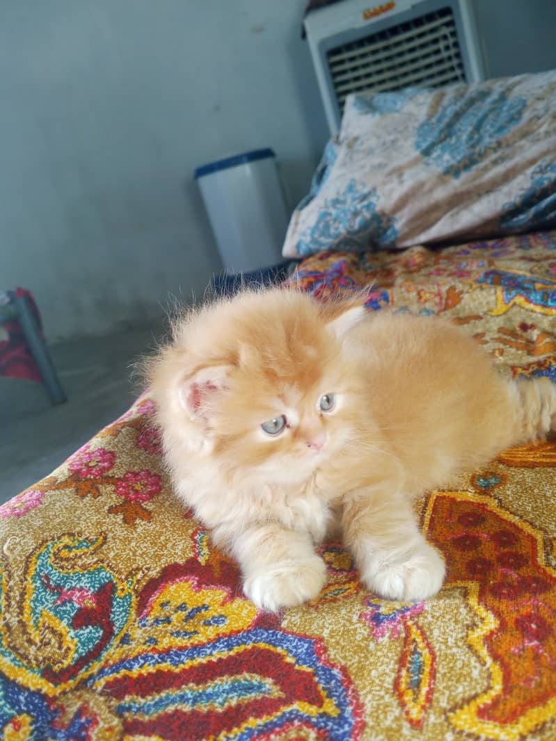 Kitten 6