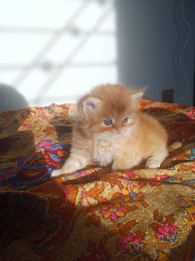 Kitten 7