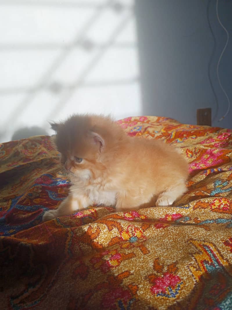 Kitten 8
