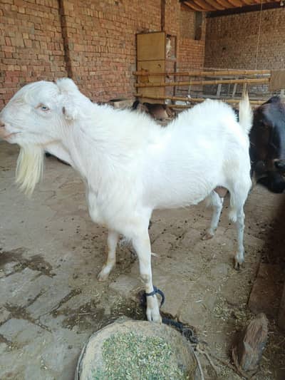Teddy bakray qurbani KY liya