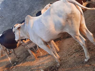 bull for qurbani