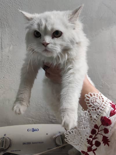 female doll face Persian cat