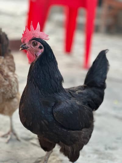 Healthy Hens for sale