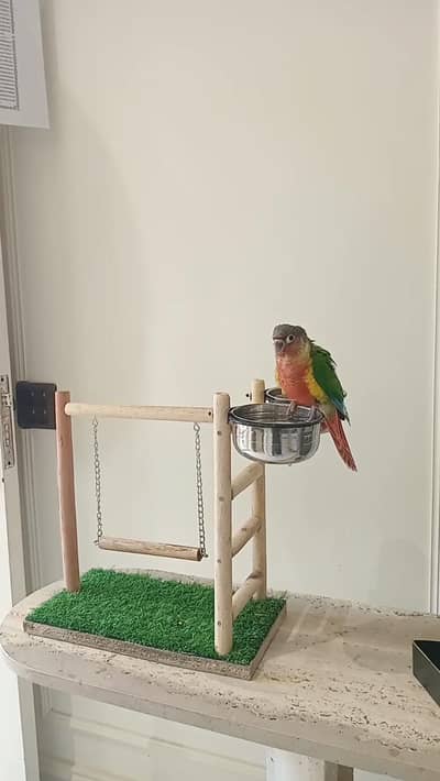 Green cheek conure for sale