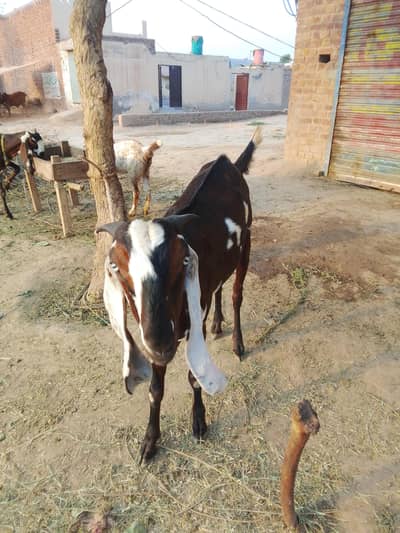 Desi bkra