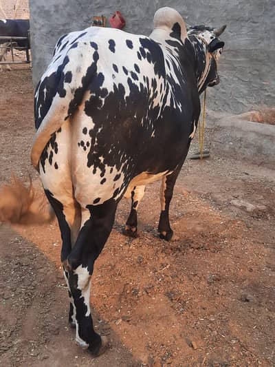Bull for qurbani