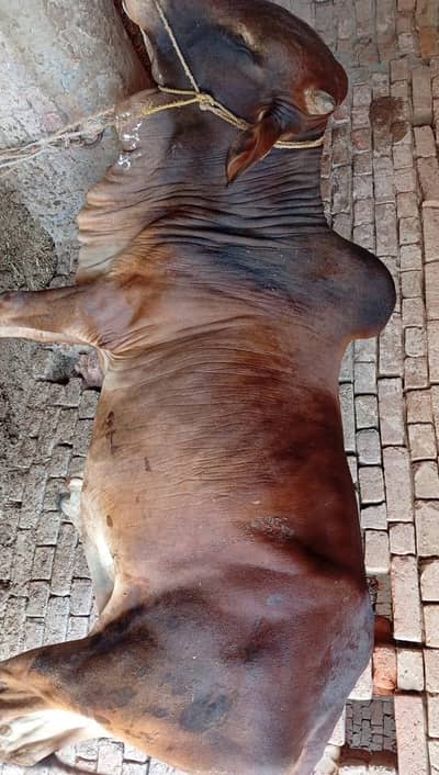 03106754603 qurbani k janwer zibah karwanai k Liye ham se rabta karain