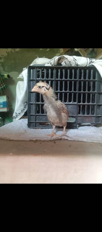 aseel chicks/amroha aseel chicks