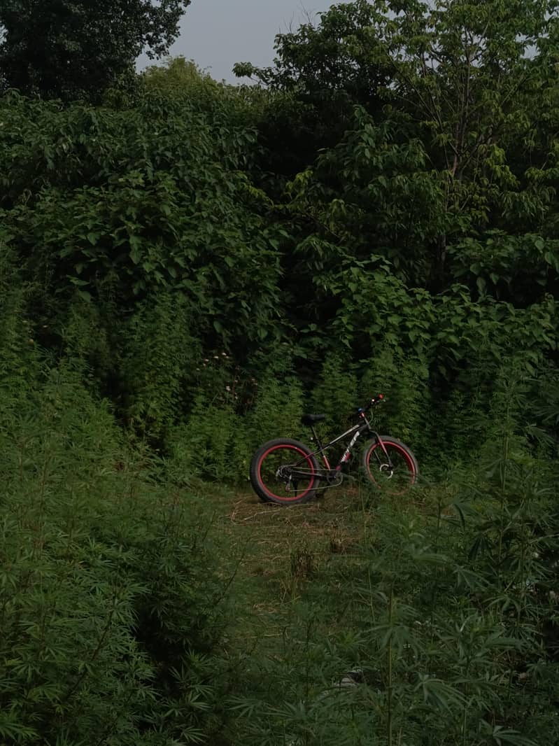 Fat Bicycle 1