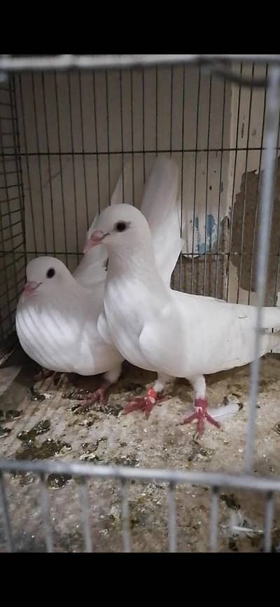 low flyer and high flyer pigeon