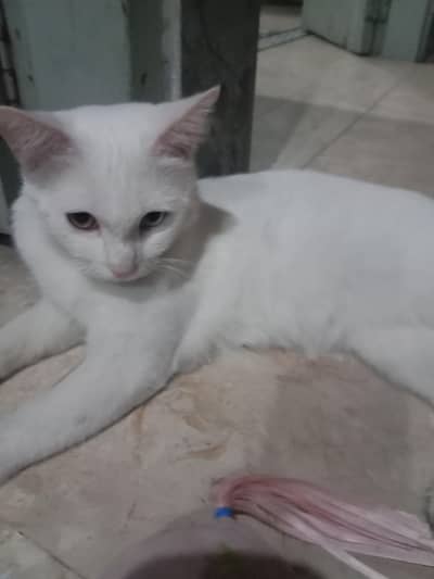 very Play full  healthy and active femail cat only 1000
